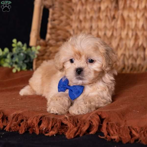 Storm, Teddy Bear Puppy